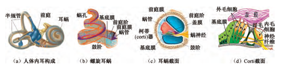 耳蜗感音机理研究及临床应用