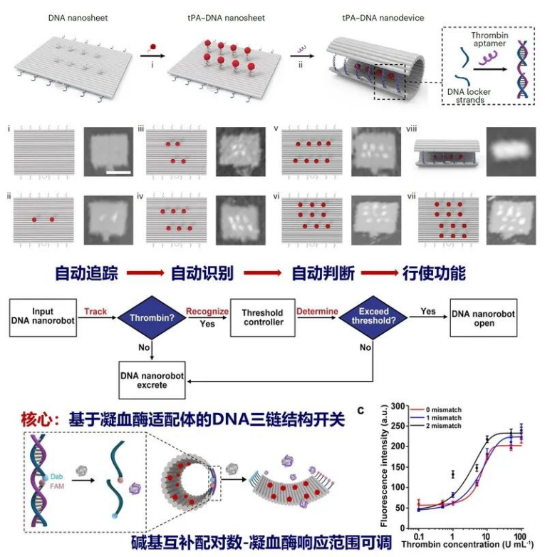 南邮汪联辉团队开发DNA纳米机器人，实现精准消栓给药