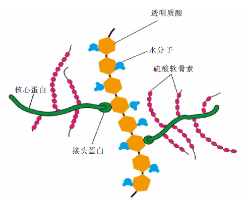 构建软骨支架的天然生物材料