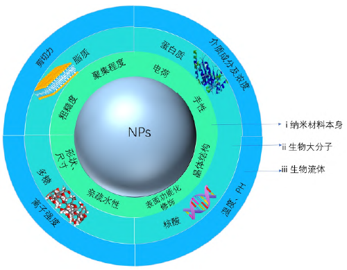 基于大科学装置的纳米材料与生物分子相互作用的分析