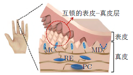 触觉传感器与电子皮肤研究进展