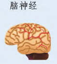 面向神经电子接口器件的有机材料进展与展望