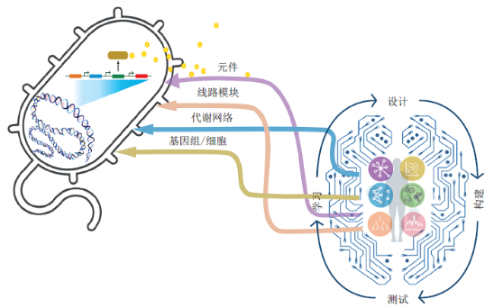 人工智能在合成生物学的应用