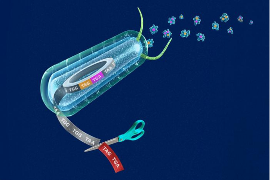 基因组重编码生物体“赭石”诞生，有助理解遗传密码可塑性