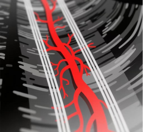 四维超声技术清晰呈现器官细微血流，为研究和诊断血液循环疾病提供新视角