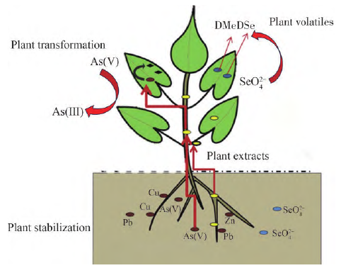 铅、镉、砷复合污染土壤修复技术研究进展与展望
