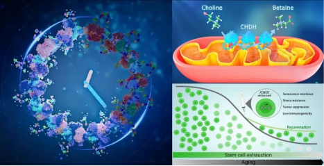 2025年中国生命科学十大进展公布
