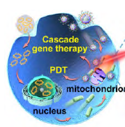 基于纳米材料的可控组装策略和刺激响应型传感机制用于恶性肿瘤的靶向精准治疗研究