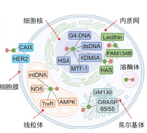 过渡金属配合物抗肿瘤级联靶向策略