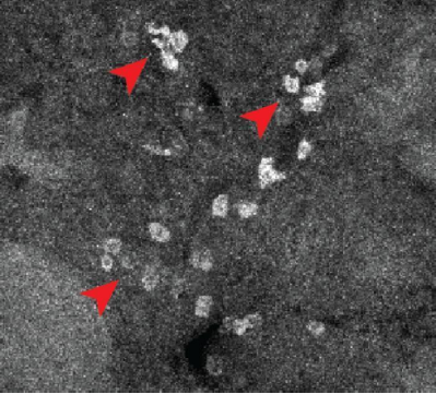 新技术&ldquo;照亮&rdquo;药物与单细胞结合位点，有助发现药物副作用