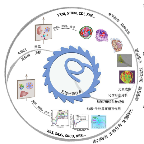 金属基纳米药物及其免疫调控效应