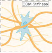 探索细胞的力学世界: 生物力学感受器与细胞响应