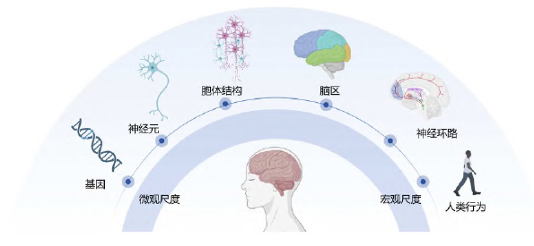 脑与精神疾病神经影像机制研究前沿进展