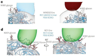 非人灵长类动物实验表明：艾滋病候选疫苗可单针诱导中和抗体