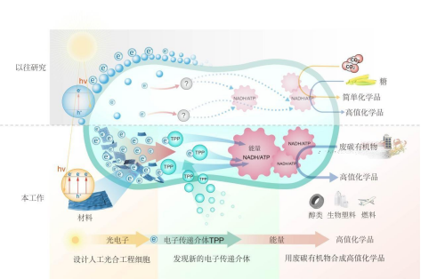 构建人工光合工程细胞，实现太阳能驱动生物制造新突破