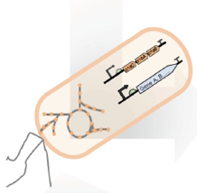 基于极端微生物代谢工程与合成生物学的&ldquo;下一代生物制造技术&rdquo;