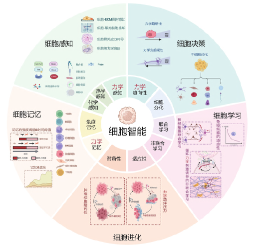 细胞的力学智能